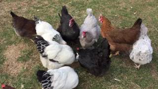 Backyard Chickens Eat Greek Yogurt by Erik Asquith 236 views 7 years ago 1 minute, 13 seconds