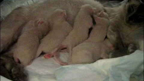 Video 8758191: feeding siamese, siamese fighting, siamese kitten, baby siamese, feeding milk