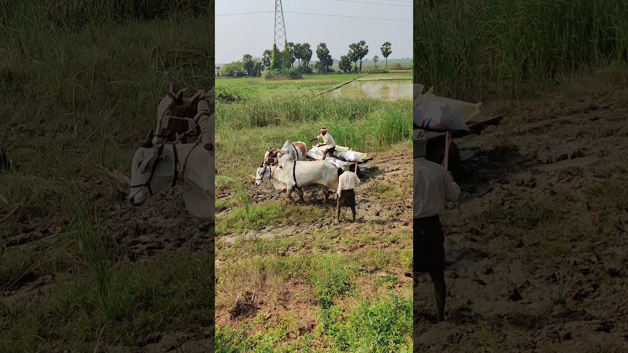 OX Cart recovery from deep mud