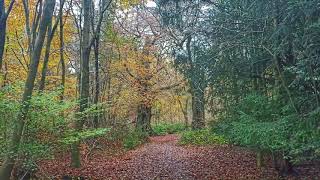 Banstead Woods and Chipstead in Autumn screenshot 3