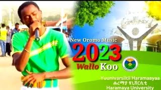 New oromo music walloo: By Hacaaluu xiqqaa 2023