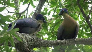 Birds of northern South Africa part 4