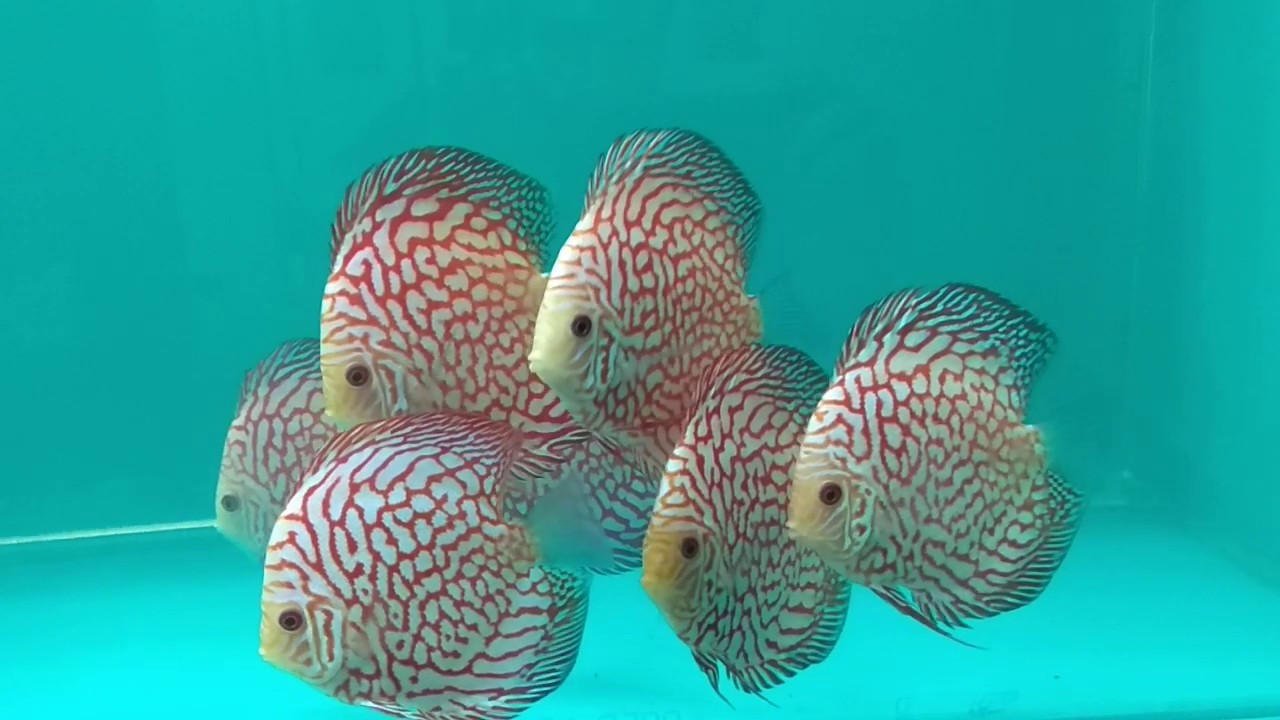 Malaysian DiscusMark Tan DiscusDiscus FishKolkata Discus YouTube