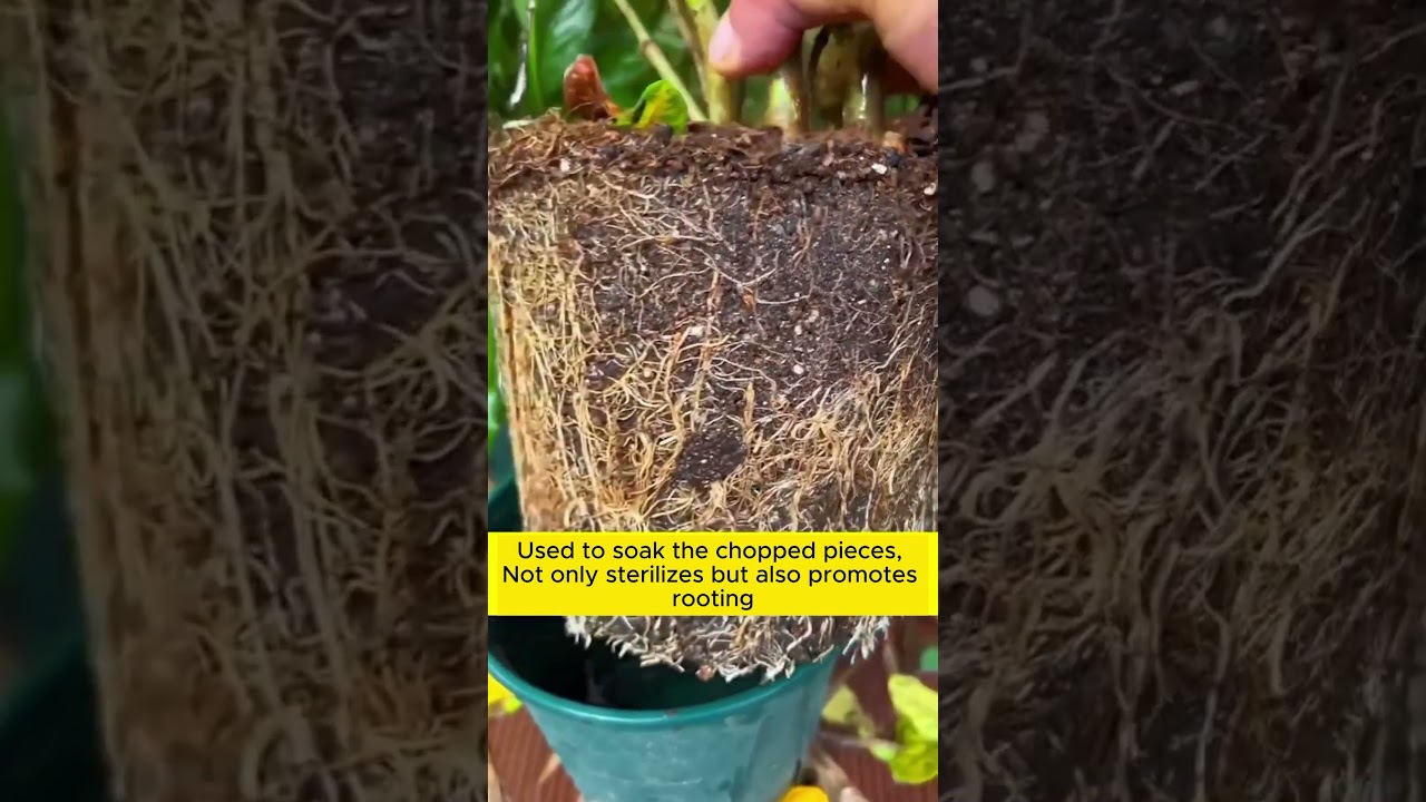 unique ways to make rooting water