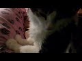 cat purring - loud, soothing purring cat