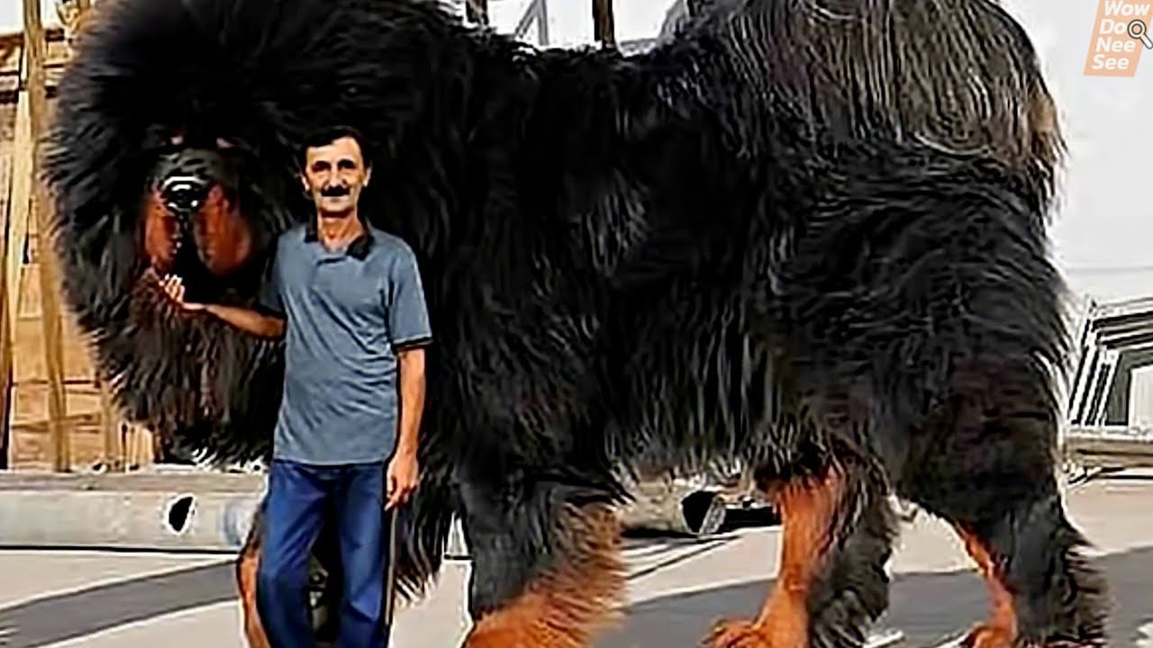 สุนัข พันธุ์ เล็ก ที่สุด ใน โลก  Update  15 สุนัขที่แพงที่สุดในโลก สายพันธุ์ระดับล้าน !