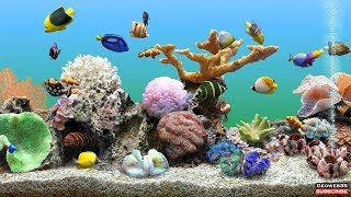 Top 20+ 3d fish tank backgrounds for computers