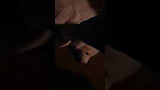 Happy Yoon makes happy fox noises