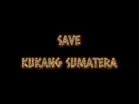 Kukang Sumatera Yang Diburu Diselamatkan Dan Dilepaskan Kembali