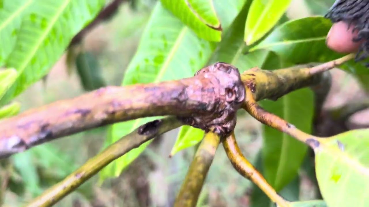 Hướng dẫn cắt tỉa cành xoài sau lấy trái