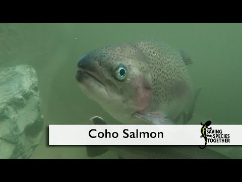 Video: ¿Está en peligro el salmón coho?