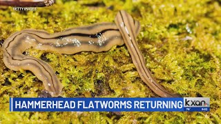 Famous Invasive hammerhead flatworms spotted in Texas Net Worth