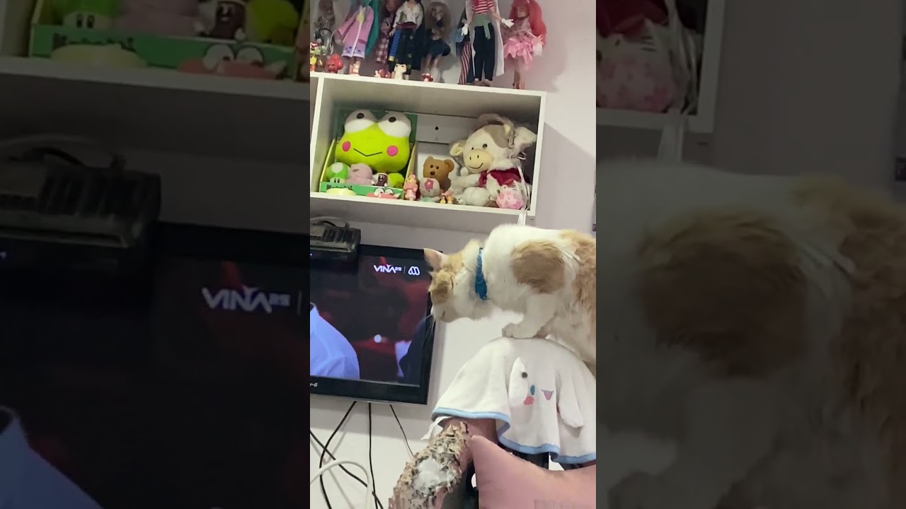 Cats Become Alert When Earthquake Tremor Happens