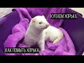 Уход за ХОРЬКАМИ.  Как ПОМЫТЬ хорька /Furittus