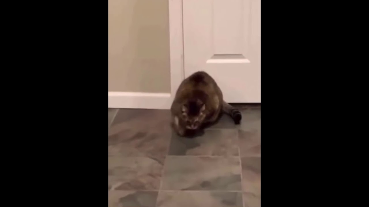 Rob is not a cat develops dementia 