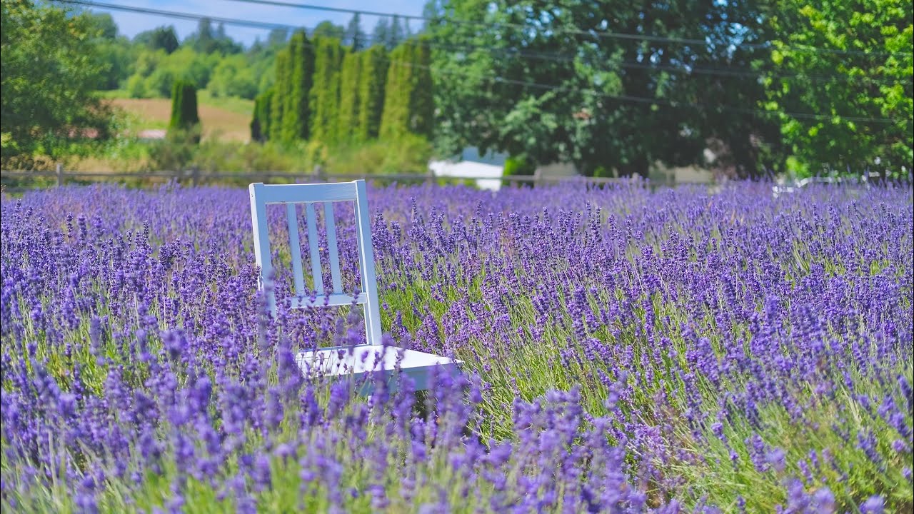Lavender Farm, Langley BC Canada