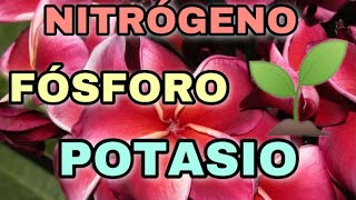 ‍ABONO con NITRÓGENO, FÓSFORO y POTASIO  ¿Qué función tienen en nuestras PLUMERIAS?