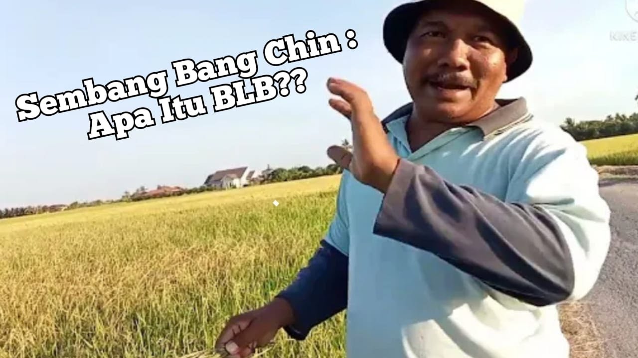 Sembang Bang Chin |BLB(bacteria leaf blight)|