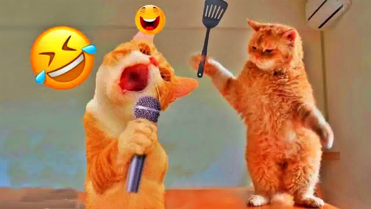 Best Funny Dogs and Cats Videos😁Funniest Animal videos 2026🤣🐶