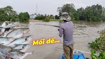Câu Cá Sông Bằng Mồi Dế Sẽ Dính Được Cá Gì?