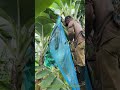Bananen in Plastik: Warum Landwirte Bananen vor Insekten schützen