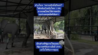 #ช้าง #พลายศักดิ์สุรินทร์ #พลายศักดิ์สุรินทร์ #ช้างไทยในศรีลังกา
