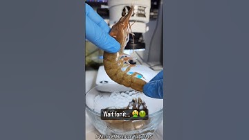 shrimp under the microscope | Brine shrimp microscope | A view under the microscope | #microsoft