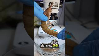 shrimp under the microscope | Brine shrimp microscope | A view under the microscope | #microsoft