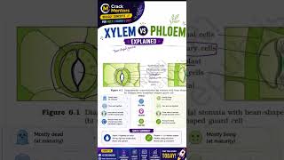 Xylem vs Phloem Explained | Anatomy of Flowering Plants Class 11