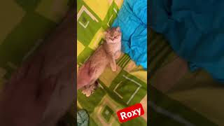 Roxy cat’s cat