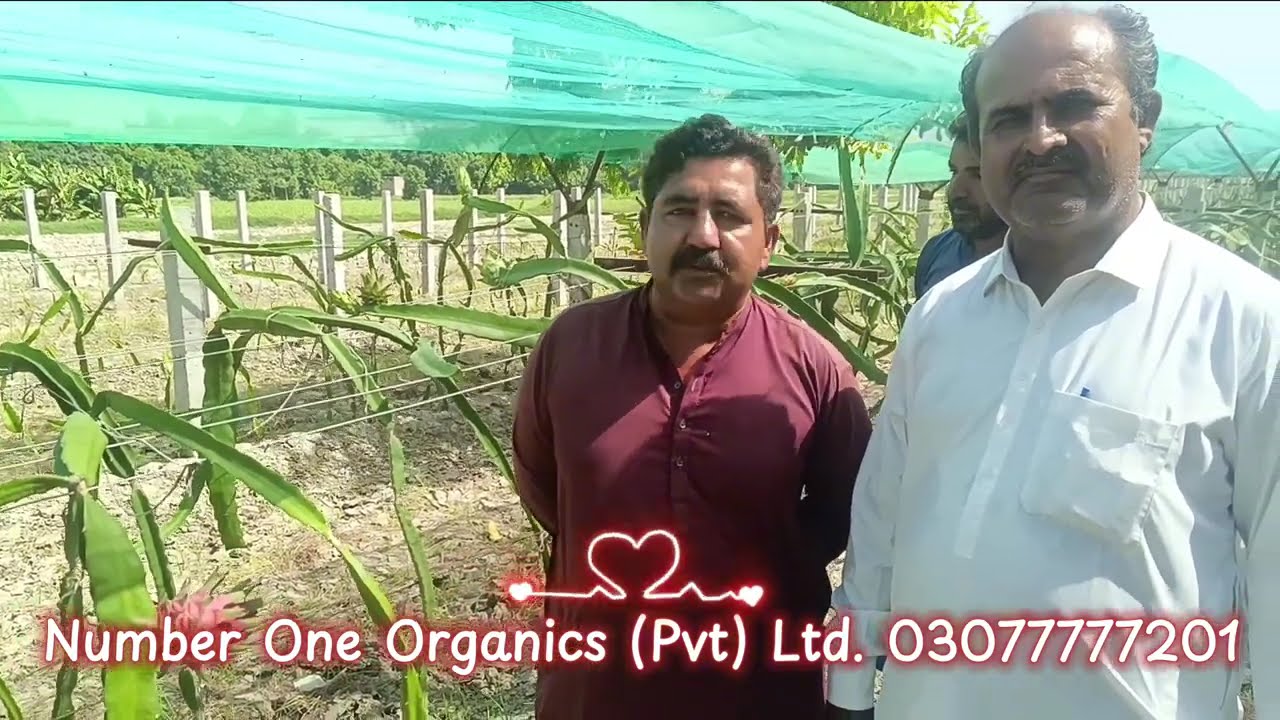 حیدر آبادمیں کمرشل ڈریگن فروٹ فارم