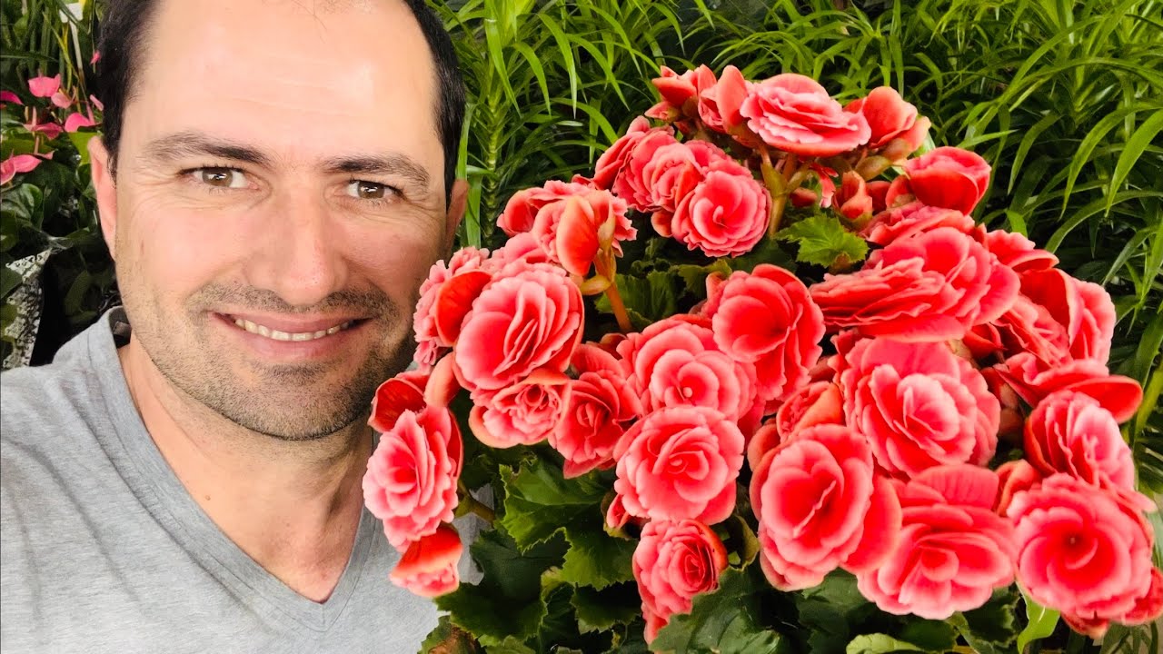 COMO PLANTAR BEGÔNIA CORRETAMENTE E COMO CUIDAR