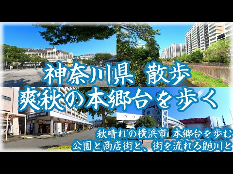 ( 4K )神奈川県 散歩 爽秋の横浜市 本郷台を歩く ~ 快晴の青空の下、いたち川を眺めながら公園巡り ~