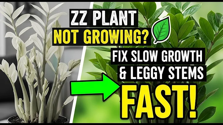 ZZ Plant Not Growing? 🌱 Fix Slow Growth & Leggy Stems FAST!