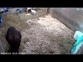 3.11.26 ... Lamb (and baby) Watch ... what a difference a day makes