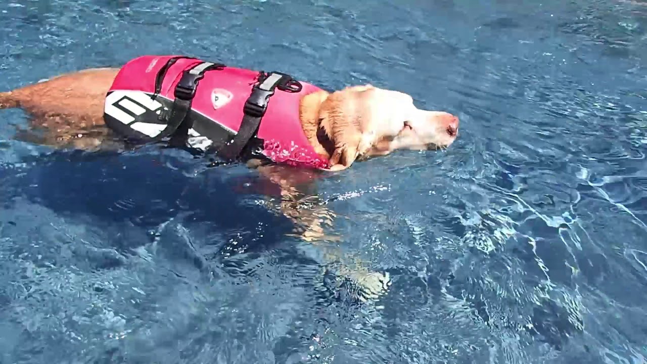 11 yo Labrador Retriever came to Rummy's for a day of FUN in the SUN!  Look how good he did!!