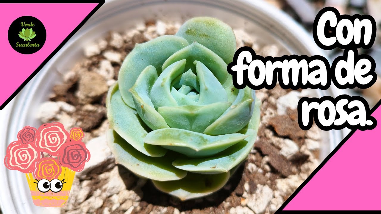 xGraptoveria "lovely rose", ¿cómo cuidarla?