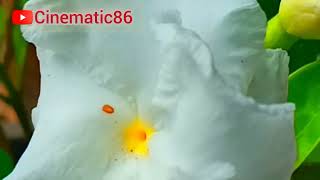 Mengenal Tentang Bunga