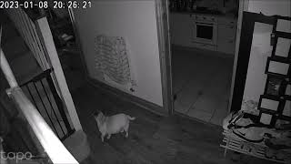 Creepy shape going up the stairs caught on CCTV camera