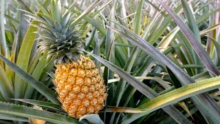 How To Grow Pineapples | How Do they do it How To Grow Pineapples | How Do they do it