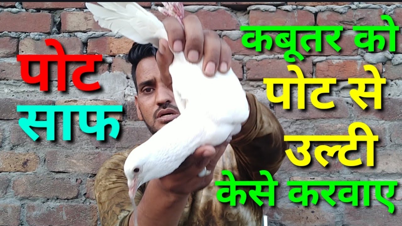 Как вызвать рвоту у голубя из горшка