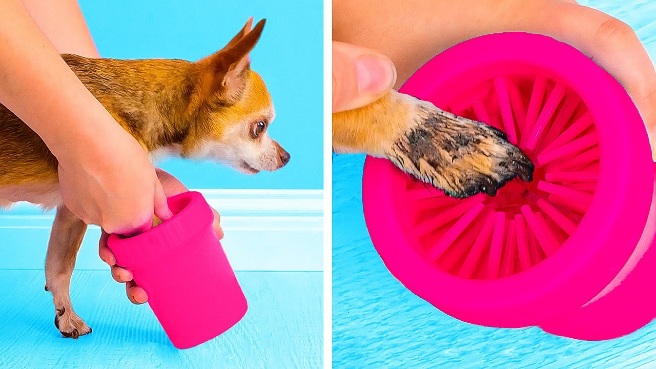 SMART GADGETS FOR DIRTY PAWS || Cute And Funny Pet Hacks That Will Make Your Life Easier