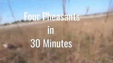 Four Pheasants in 30 Minutes- Wisconsin Public Land