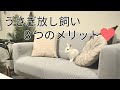 うさぎの放し飼い、ケージ卒業、広い環境で飼うメリット
