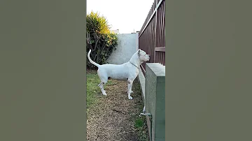 Apache The Dogo Argentino Dogo Shorts Music Remix Reels Trending 