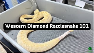 Western Diamondback Rattlesnake 101