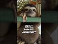 Flash Sloth 🦥⚡️⚡️ #animallife #animals #cute #funny #shortsviral