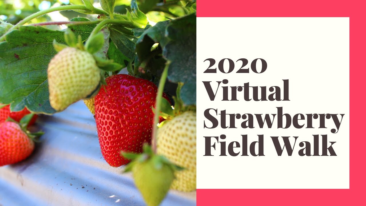 2020 Virtual Strawberry Field Walk