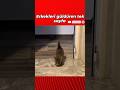 Kovalamaca oynuyan tatlı kediler 🐱 (Sonu efsane)
