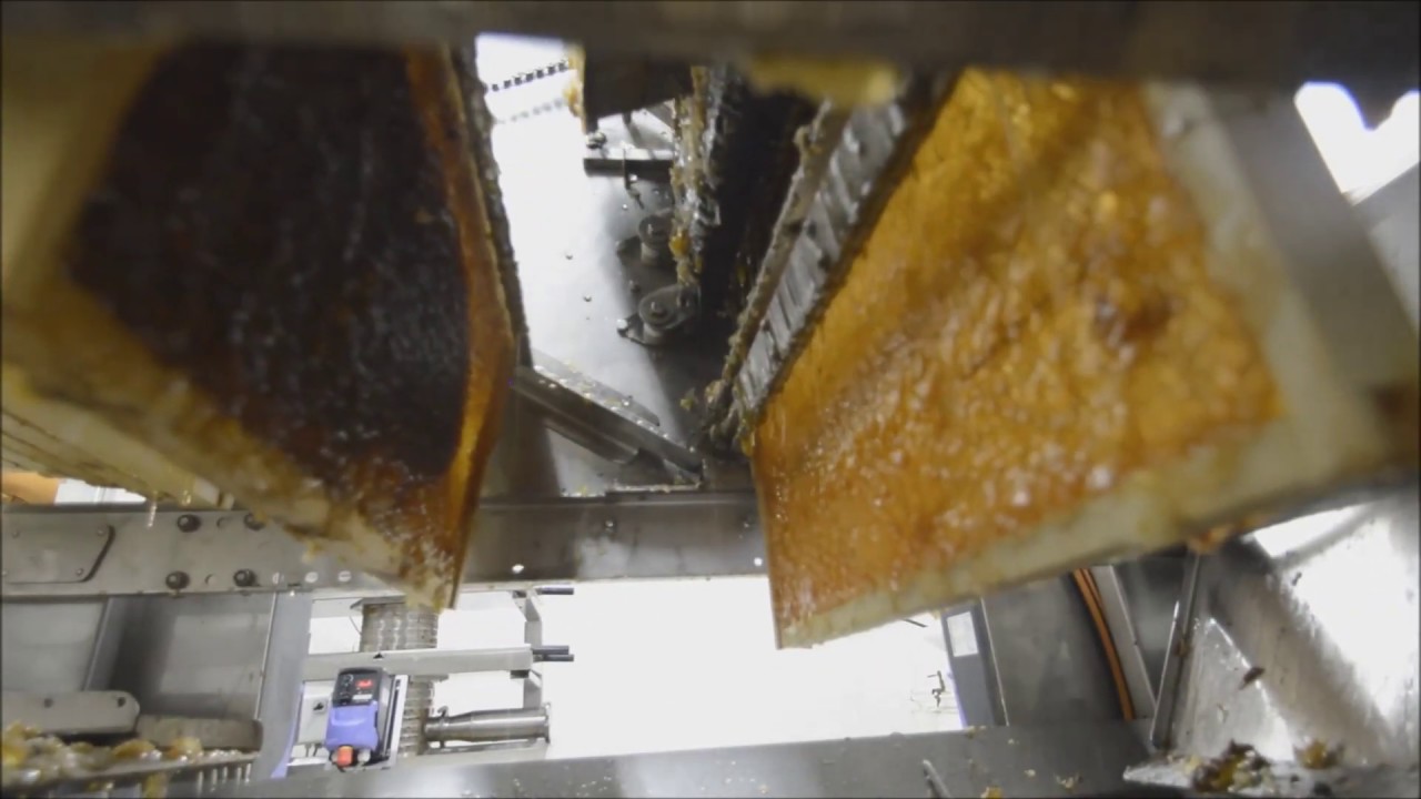 New Revolutionary Paradise Honey F1 Rotary Pricker YouTube